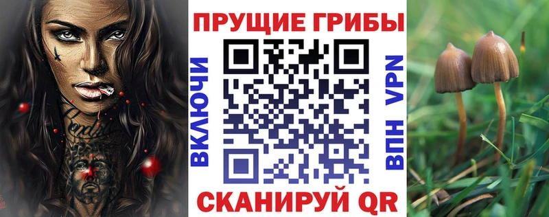 Галлюциногенные грибы Psilocybine cubensis  кракен ССЫЛКА  Курчатов 
